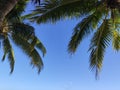 Tropical palm branches on the sea with sky Royalty Free Stock Photo