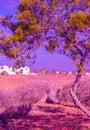 Tropical palm and cactus view. Canary Island. Travel, vacation creative concept