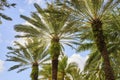 Tropical Palm Canopy in Clear Blue Sky, Nassau Paradise Island Royalty Free Stock Photo