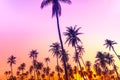 Tropical palm coconut trees on sunset sky flare and bokeh nature Royalty Free Stock Photo