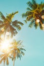 Tropical palm coconut trees on sunset sky flare and bokeh nature background Royalty Free Stock Photo