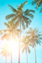 Tropical palm coconut trees on sunset sky flare and bokeh nature background Royalty Free Stock Photo