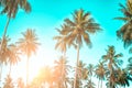 Tropical palm coconut trees on sunset sky flare and bokeh nature background Royalty Free Stock Photo