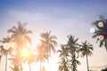 Tropical palm coconut trees on sunset sky flare and bokeh nature background Royalty Free Stock Photo