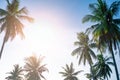 Tropical palm coconut trees on sunset sky flare and bokeh nature background Royalty Free Stock Photo