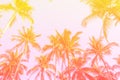 Tropical palm coconut trees on sunset sky flare and bokeh nature background Royalty Free Stock Photo