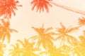 Tropical palm coconut trees on sunset sky flare and bokeh nature Royalty Free Stock Photo