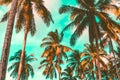 Tropical palm coconut trees on sunset sky flare and bokeh nature Royalty Free Stock Photo