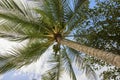 Tropical Palm with Coconuts Against Blue Sky, Upward View Royalty Free Stock Photo