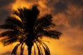 Tropical palm on dramatic bloody fire sky background. Fantastic golden sunset background. Abstract dark red blurred background. Royalty Free Stock Photo