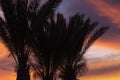 Tropical palm on dramatic bloody fire sky background. Fantastic golden sunset background Royalty Free Stock Photo