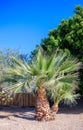 Tropical Palm Duo in Desert Xeriscaping, Phoenix, Arizona