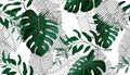 606_Floral seamless pattern, green, black and white split-leaf Philodendron plant