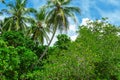 Tropical palm forest on the river bank. Royalty Free Stock Photo