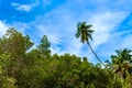 Tropical palm forest on the river bank. Royalty Free Stock Photo