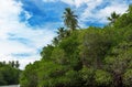 Tropical palm forest on the river bank. Royalty Free Stock Photo