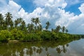 Tropical palm forest on the river bank. Tropical thickets mangrove forest on the island of Sri Lanka. Royalty Free Stock Photo