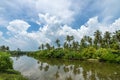 Tropical palm forest on the river bank. Tropical thickets mangrove forest on the island of Sri Lanka. Royalty Free Stock Photo