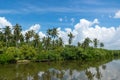 Tropical palm forest on the river bank. Tropical thickets mangrove forest on the island of Sri Lanka. Royalty Free Stock Photo