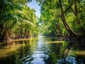 Tropical palm forest on the river Tropical thickets mangrove forest on the island of Sri Lanka Royalty Free Stock Photo