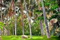 Tropical palm garden in beautiful paradise