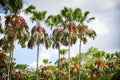 Tropical palm garden in the park with palm fruit tree growing and sky background Royalty Free Stock Photo