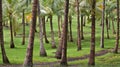 A tropical palm grove