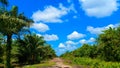Tropical Palm Grove with Central Pathway and Vibrant Sky Royalty Free Stock Photo
