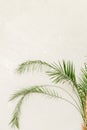 Tropical palm in home in flowerpot on white background. Modern minimalistic interior with an home plant. Flat lay, top Royalty Free Stock Photo