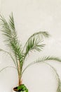 Tropical palm in home in flowerpot on white background. Modern minimalistic interior with an home plant. Flat lay, top Royalty Free Stock Photo