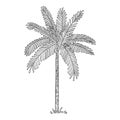 Tropical palm icon, hand drawn and outline style