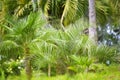 Tropical palm.Jungle exotic plant