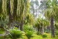 Tropical palm.Jungle exotic plant