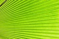 Tropical Light green leaf palm. Abstract natural texture, exotic geometric green background Royalty Free Stock Photo