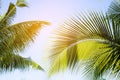 Closeup coconut palm trees perspective view