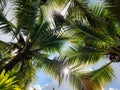 tropical palm leaf background, closeup coconut palm trees perspective view