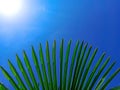 Tropical palm leaf background, coconut palm trees perspective view. Palm leaves and sun on blue sky. Concept summer