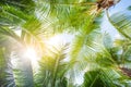Tropical palm leaf background, coconut tree
