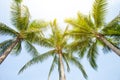 Tropical palm leaf background, coconut palm trees perspective view Royalty Free Stock Photo