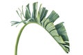 Tropical palm leaf. Botanical illustration of exotic flora. Isolated objects on white background