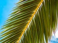 Tropical palm leaf close up