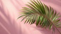 Tropical Palm Leaf Flat Lay on Soft Pink Background. Stylish Top-Down View Royalty Free Stock Photo
