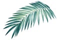 Tropical palm leaf on isolated background, watercolor summer illustration