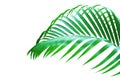 Tropical Palm Leaf Isolated on White Background Royalty Free Stock Photo