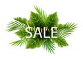 Tropical palm leaf isolated on white background. Realistic green summer plant tree banner. Tropic botanical branch Royalty Free Stock Photo