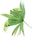 Tropical palm leaf, jungle leaf isolated on white background. Watercolor illustrations.