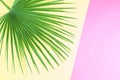 Tropical palm leaf on pastel colorful background. Royalty Free Stock Photo