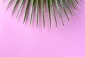Palm leaf pink background. Vacation, travel, summer sale concept. Royalty Free Stock Photo