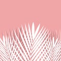 Tropical Palm leaf on pink background. Royalty Free Stock Photo