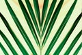 Tropical palm leaf print of symmetrical green leaves